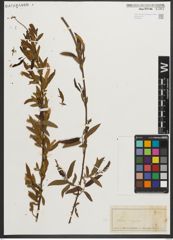 Foto von Salix nigra Marshall